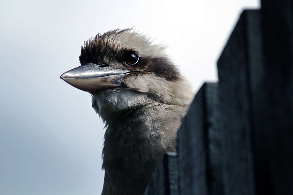 Kookaburra